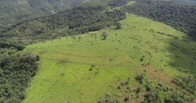 Mineração Usiminas preserva mais de 5 mil hectares em áreas verdes