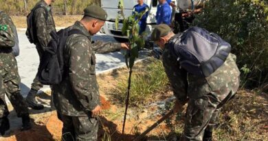 Prefeitura realiza plantio de quaresmeiras na estrada do Morro do Bonfim