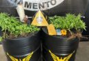 Operação da PM localiza 29 pés de maconha e mais de um quilo de crack sob ponte na Av. São João