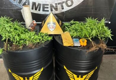 Operação da PM localiza 29 pés de maconha e mais de um quilo de crack sob ponte na Av. São João