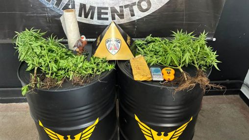 Operação da PM localiza 29 pés de maconha e mais de um quilo de crack sob ponte na Av. São João