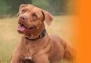 Pitbulls soltos atacam família em Carmo do Cajuru