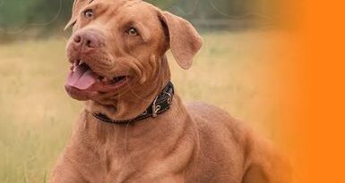 Pitbulls soltos atacam família em Carmo do Cajuru