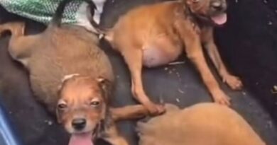 Seis filhotes de cachorro são encontrados dentro de saco em Itaúna