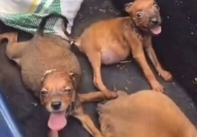 Seis filhotes de cachorro são encontrados dentro de saco em Itaúna