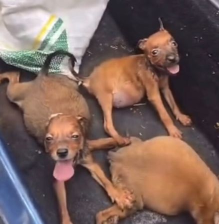 Seis filhotes de cachorro são encontrados dentro de saco em Itaúna