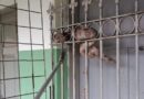 Bombeiros capturam jiboia em local de votação em Itaúna